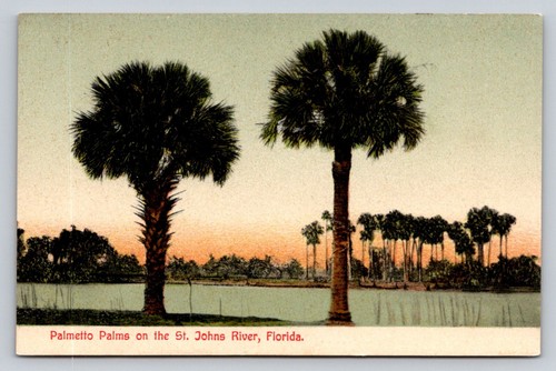 C1905 palmetto palms - c1905, st