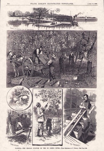 1883 growing oranges - 1883,